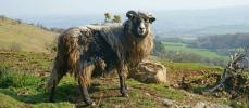 Devenez gardien de troupeau de moutons sur une le cossaise